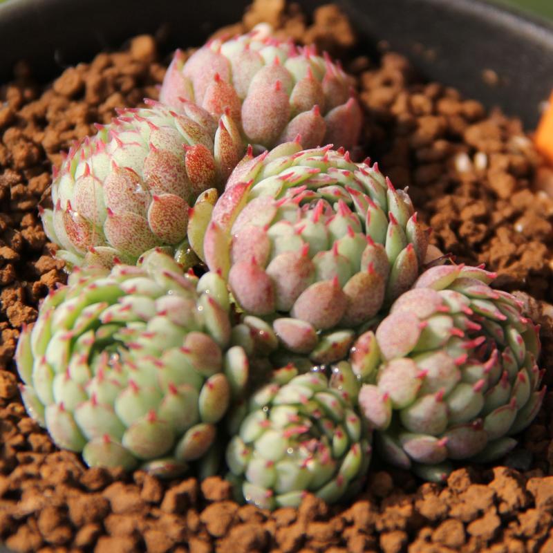 小红衣多肉植物怎么养?小红衣叶子化水怎么办?【图】