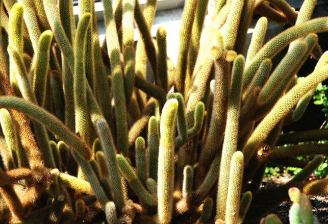 黄金钮的养殖方法?黄金钮的养护知识?【图】