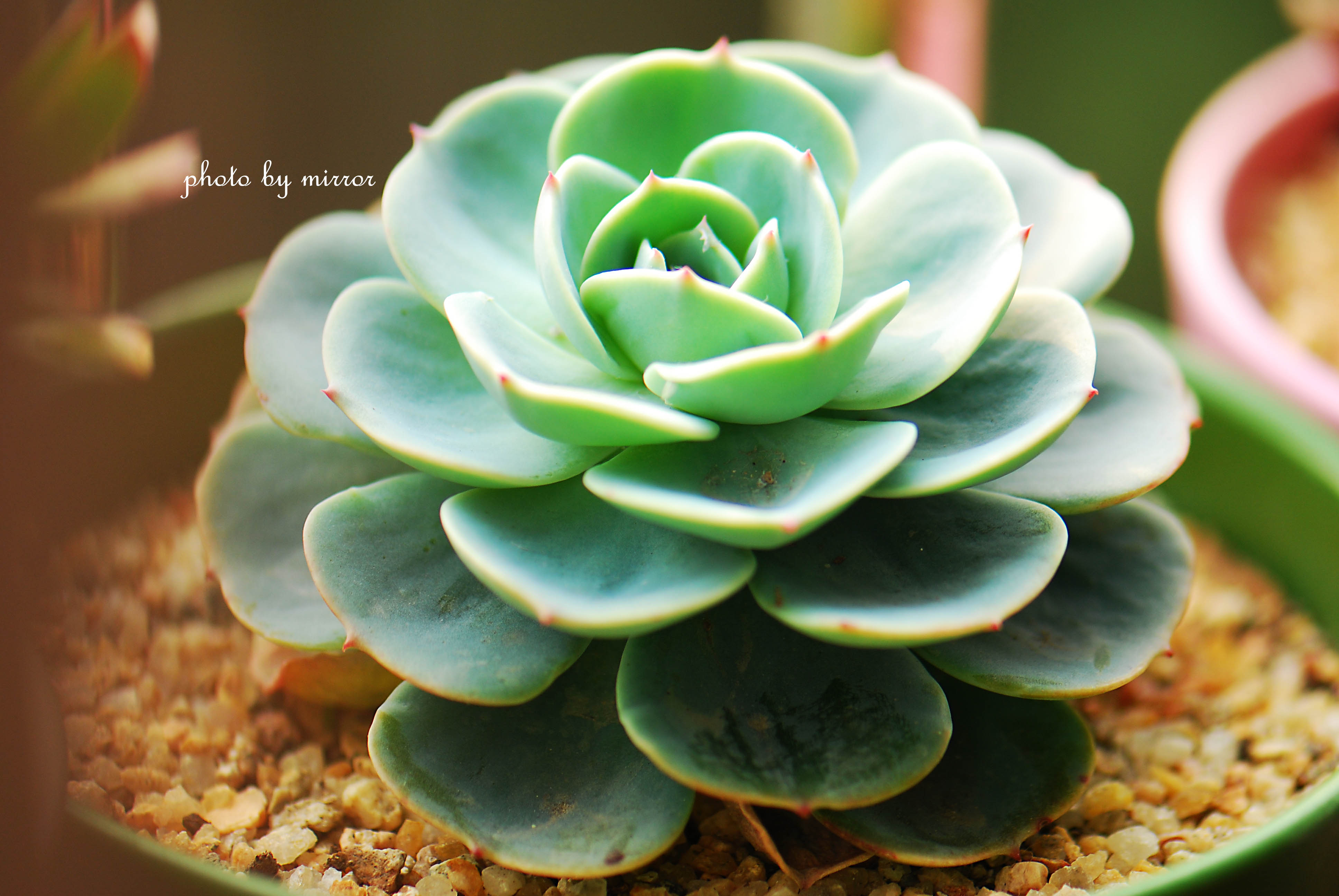 玉蝶怎么养殖玉蝶属于多肉植物吗