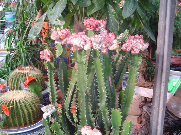 量天尺怎么养?量天尺怎么繁殖?【图】