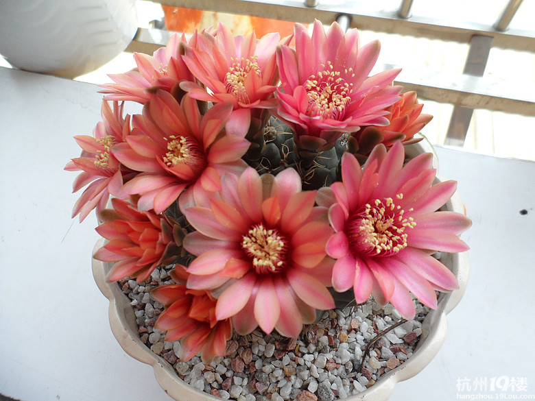 绯花玉开什么颜色的花?绯花玉怎么养?【图】