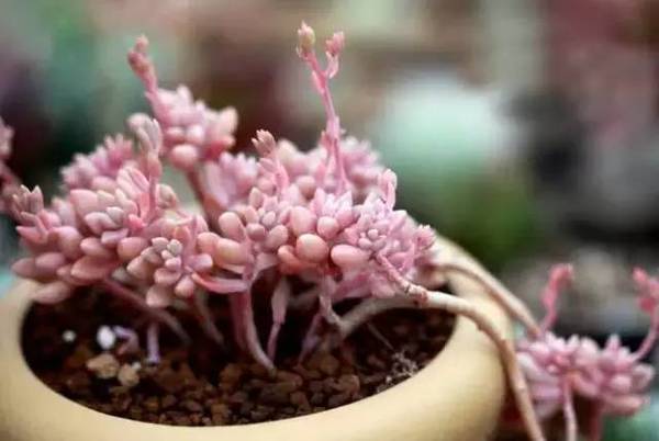 姬秋丽夏天为绿色,秋冬天日照足叶片会出现可爱的粉色,在强光下,叶片