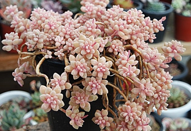 姬秋丽和丸叶姬秋丽的区别?姬秋丽怎么养才能爆盆?【图】