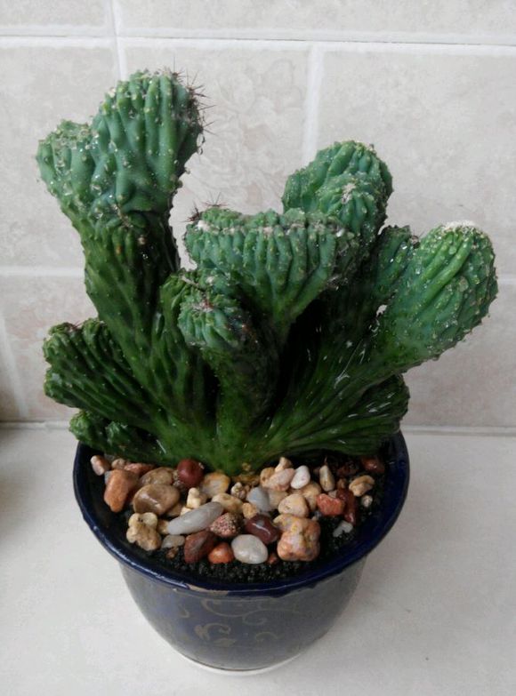 山影拳的养殖方法山影拳对人有什么好处图