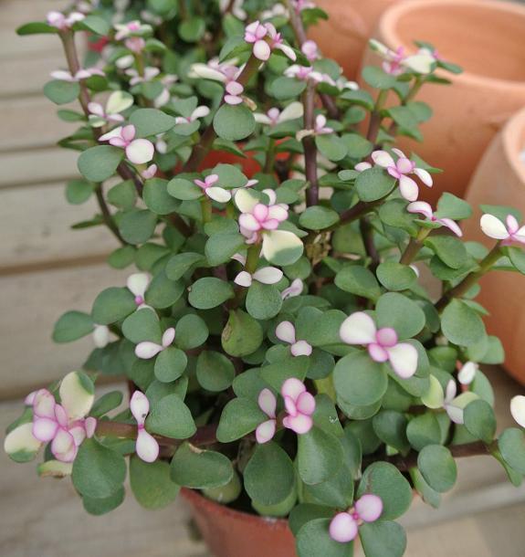 马齿苋树怎么修剪?【图】