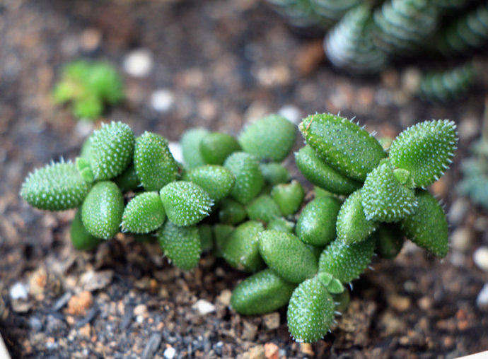 雷童养殖方法雷童怎么养图