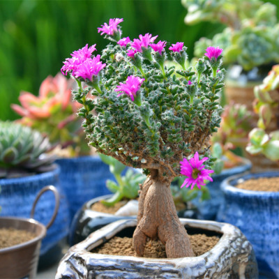 姬红小松怎么养?姬红小松的养殖方法?【图】