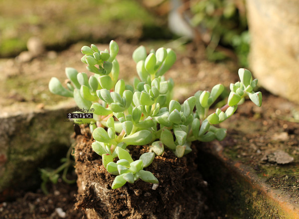 白凤菊怎么养白凤菊的养殖方法图