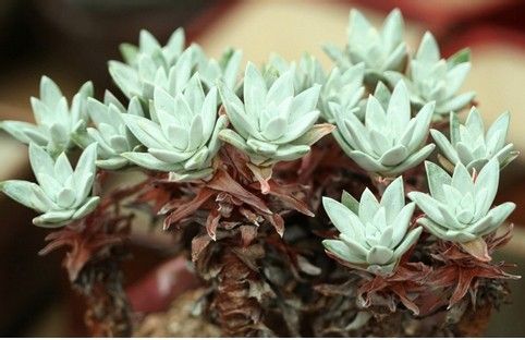 仙女杯怎么养仙女杯为什么贵图