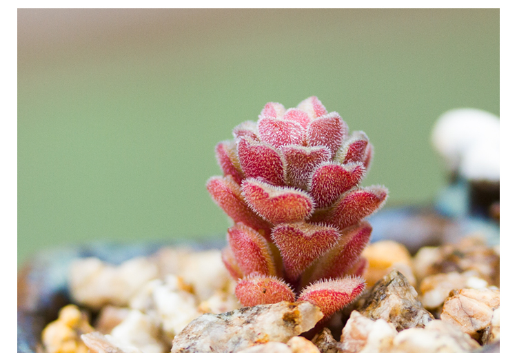 春之奇迹怎么养春之奇迹为什么贵图