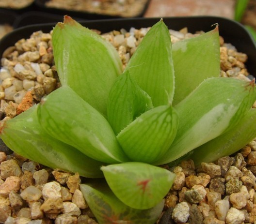 凝脂菊怎么养?凝脂菊的养殖方法和注意事项?【图】