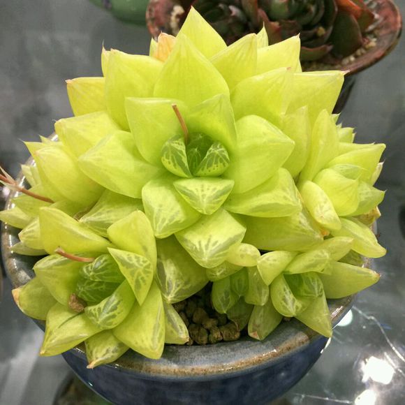 凝脂菊怎么养?凝脂菊的养殖方法和注意事项?【图】