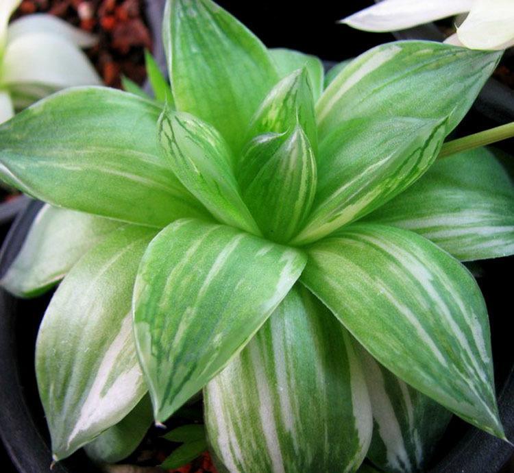 凝脂菊怎么养?凝脂菊的养殖方法和注意事项?【图】