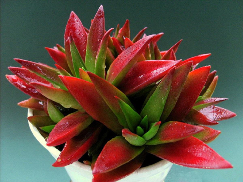 赤鬼城怎么养?赤鬼城和火祭的区别?【图】_别墅庭院_图纸之家