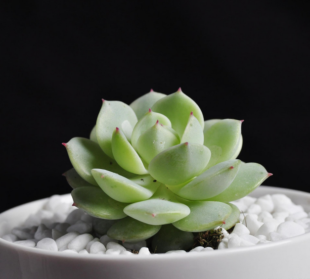 静夜多肉怎么养静夜多肉怎样养出老桩图