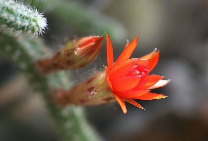 鼠尾掌的养殖方法鼠尾掌什么条件下开花图