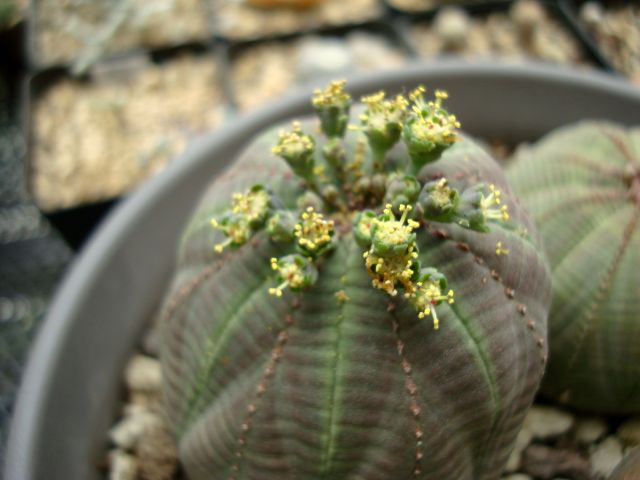 布纹球怎么养?布纹球怎么浇水?【图】