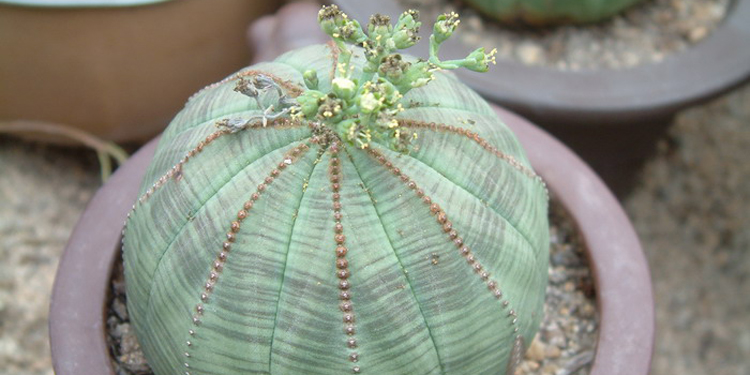 布纹球怎么养?布纹球怎么浇水?【图】