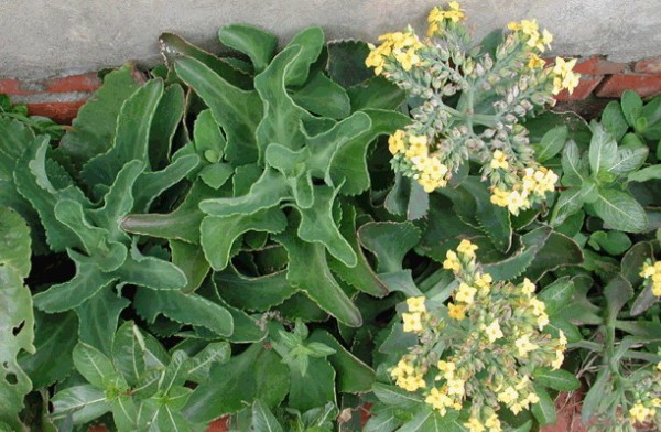 伽蓝菜功效与作用?【图】