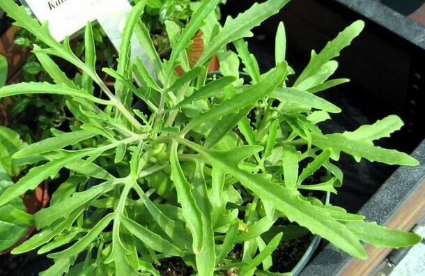 伽蓝菜功效与作用?【图】