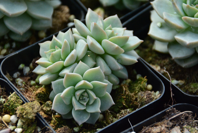 多肉白牡丹的养殖方法?多肉白牡丹怎么养爆盆?【图】