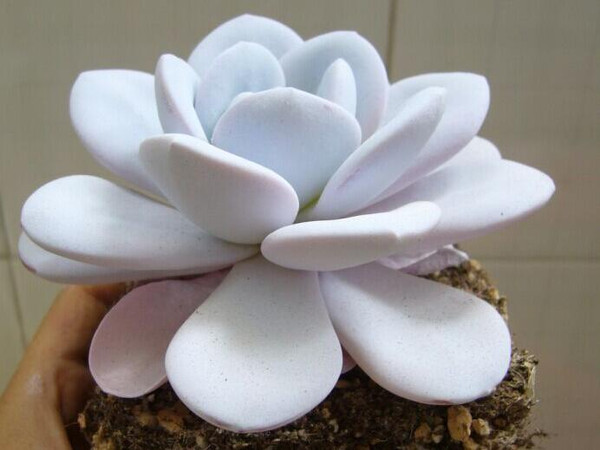 雪莲多肉怎么养?雪莲多肉的养殖方法?雪莲图鉴【图】