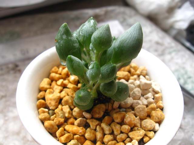 锦上珠介绍及图片锦上珠的养殖方法图