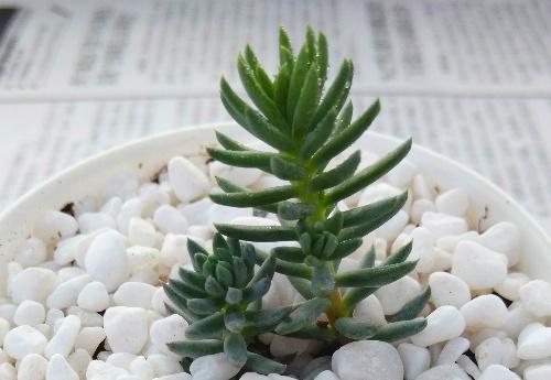 塔松图片【图】