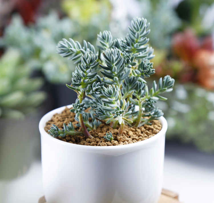 主页 盖房资讯 别墅庭院 塔松多肉是景天科厚叶草属植物.