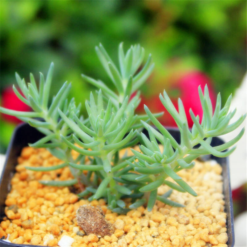 塔松图片【图】