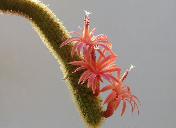 黄金钮的养殖方法?黄金钮的养护知识?【图】