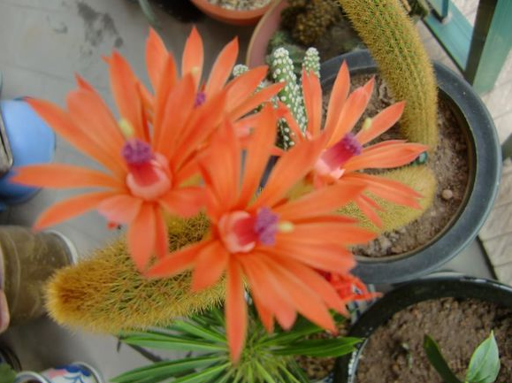 黄金钮的养殖方法?黄金钮的养护知识?【图】