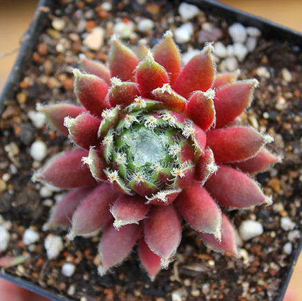 紫牡丹多肉老桩图片紫牡丹多肉的养殖方法图