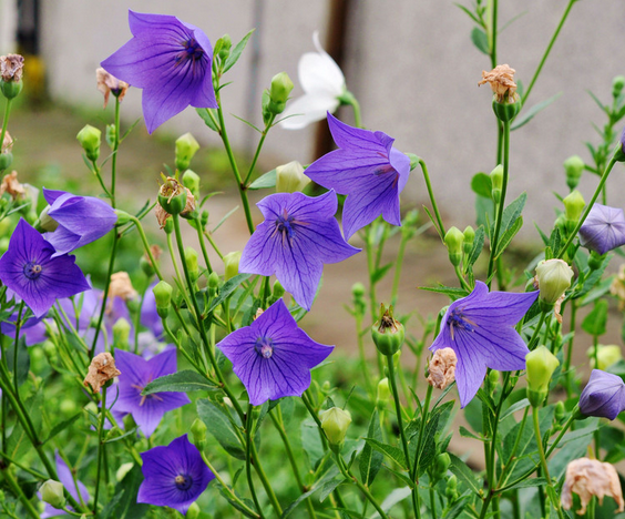 桔梗的花语是什么?桔梗的功效与作用?【图】