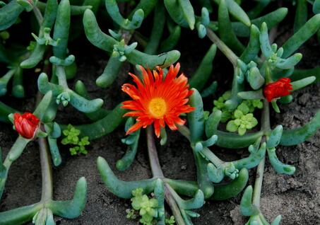 鹿角海棠怎么繁殖?鹿角海棠发皱,徒长怎么办?【图】