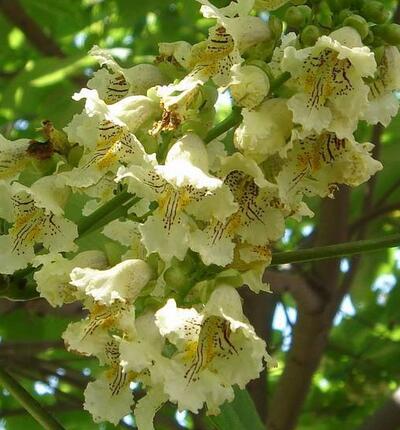 梓树的寓意【图】